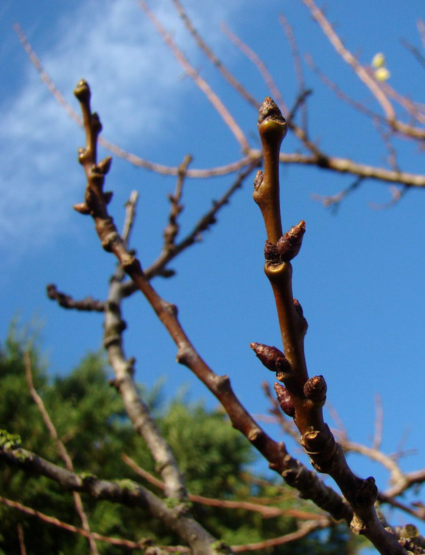 Sviluppo vegetale dell'' albicocco Prunus armeniaca